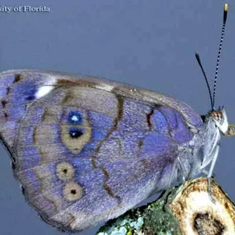 thumbnail for publication: Dingy Purplewing Butterfly, Eunica monima (Stoll) (Insecta: Lepidoptera: Nymphalidae: Limenitidinae)